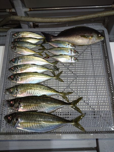 エンペラー 釣果