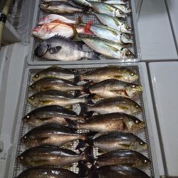 エンペラー 釣果