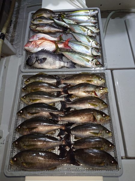 エンペラー 釣果