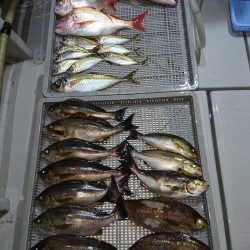 エンペラー 釣果