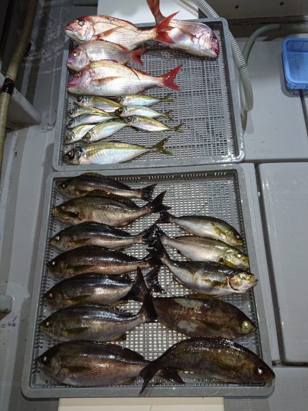 エンペラー 釣果