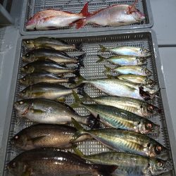 エンペラー 釣果