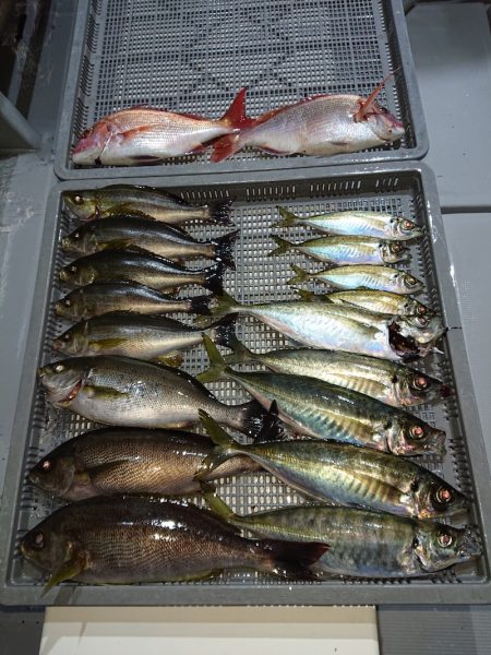 エンペラー 釣果