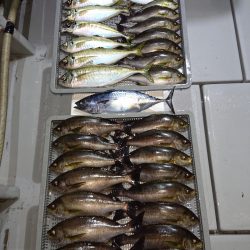 エンペラー 釣果