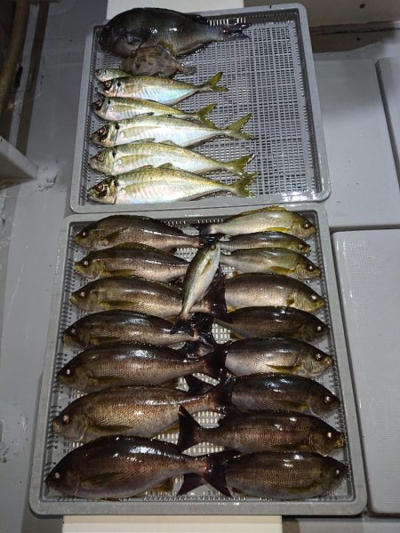 エンペラー 釣果