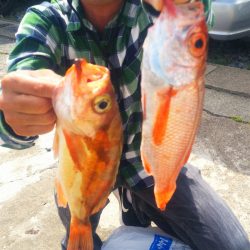 ブルドック 釣果