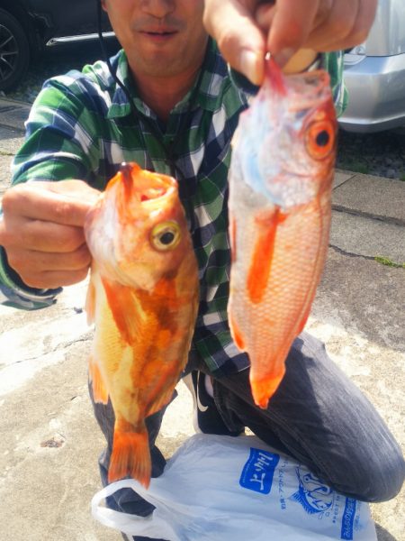 ブルドック 釣果