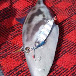 光生丸 釣果