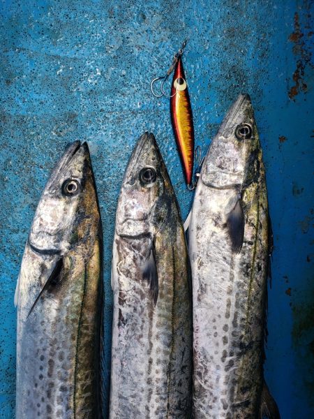 丸万釣船 釣果