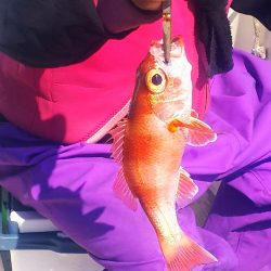 ブルドック 釣果