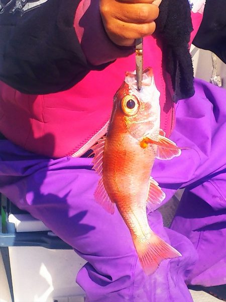 ブルドック 釣果