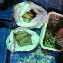 海龍丸(石川) 釣果