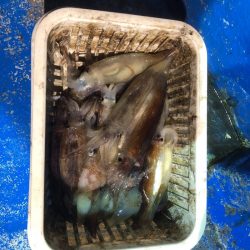 海龍丸(石川) 釣果