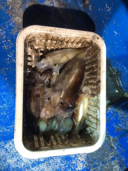 海龍丸(石川) 釣果