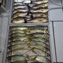 エンペラー 釣果