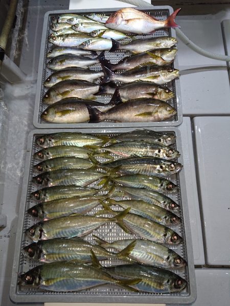 エンペラー 釣果