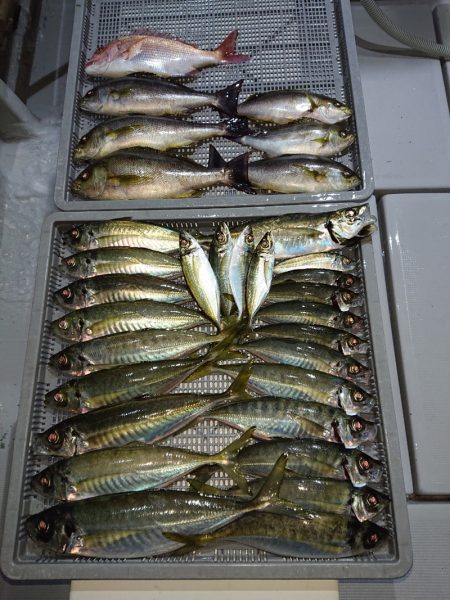 エンペラー 釣果