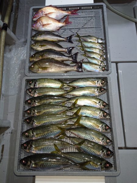 エンペラー 釣果