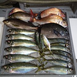 エンペラー 釣果