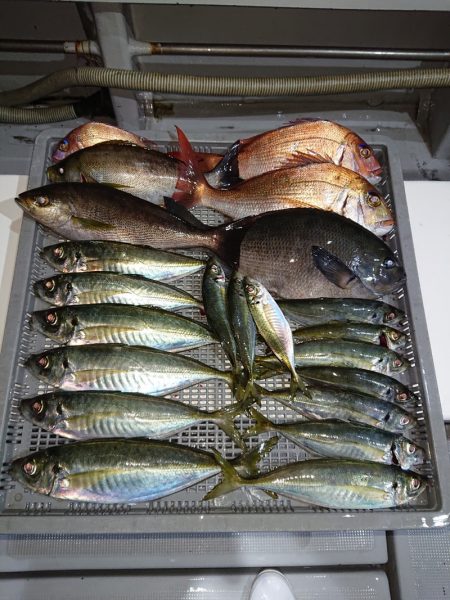 エンペラー 釣果