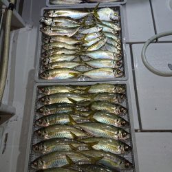 エンペラー 釣果