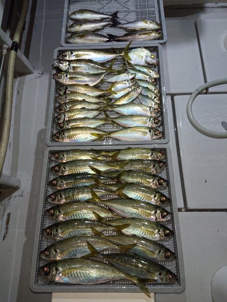 エンペラー 釣果