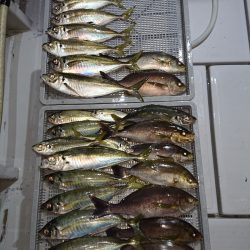 エンペラー 釣果