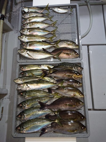 エンペラー 釣果