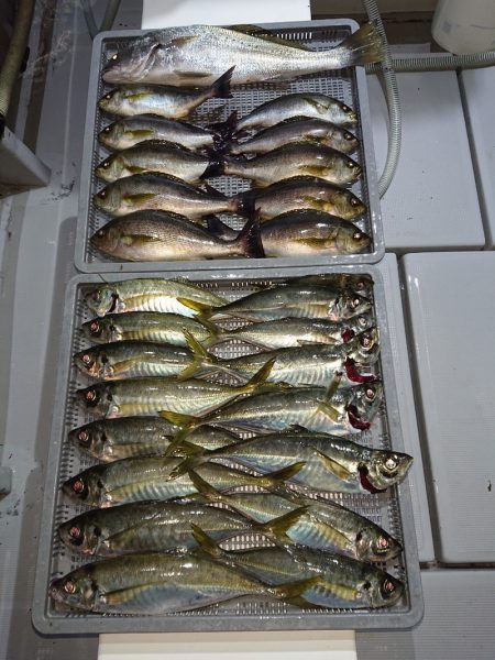 エンペラー 釣果