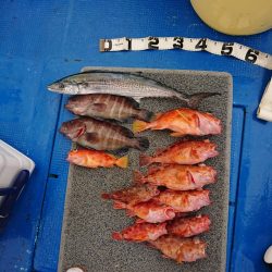 清和丸 釣果