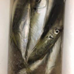 海龍丸（石川） 釣果