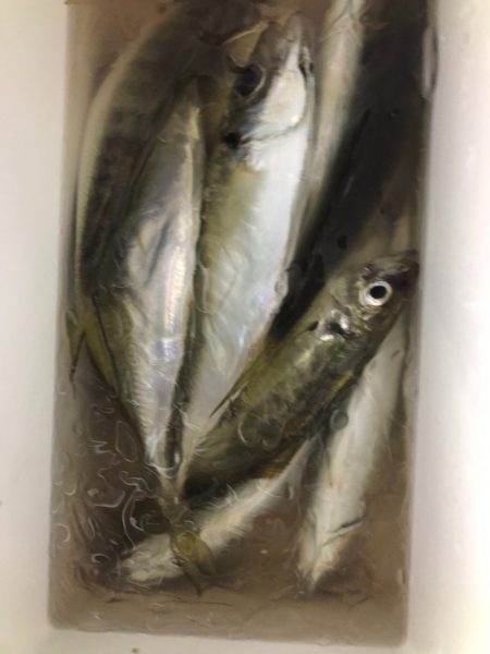 海龍丸（石川） 釣果