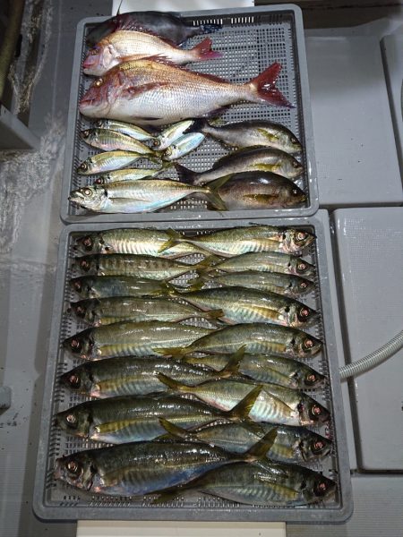 エンペラー 釣果