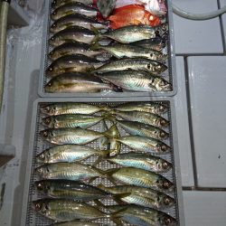 エンペラー 釣果