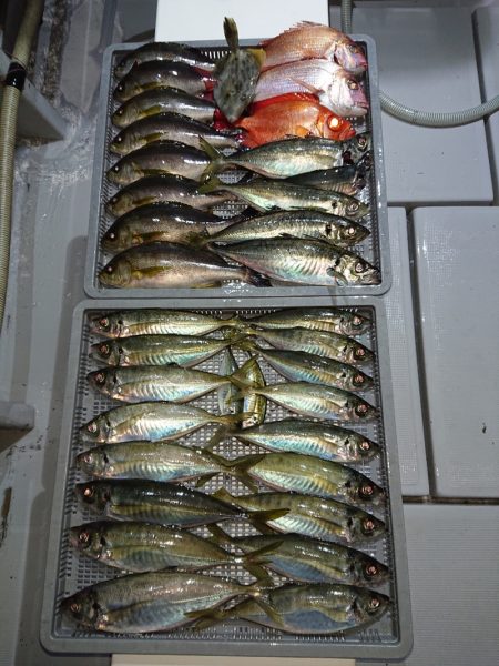 エンペラー 釣果