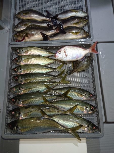 エンペラー 釣果