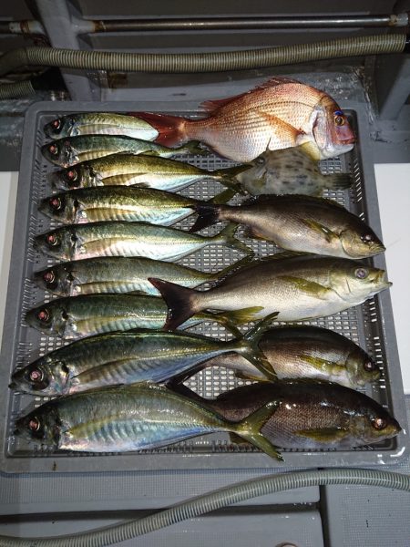 エンペラー 釣果