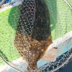 丸万釣船 釣果