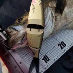 アマテラス 釣果