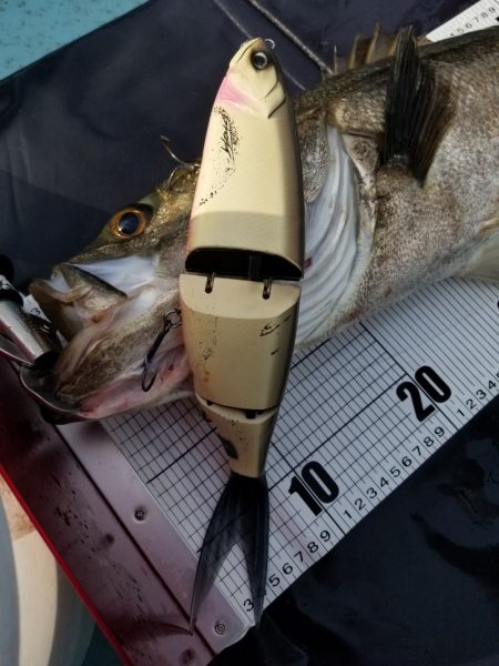 アマテラス 釣果