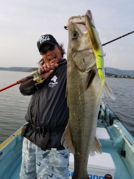 アマテラス 釣果