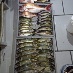 エンペラー 釣果