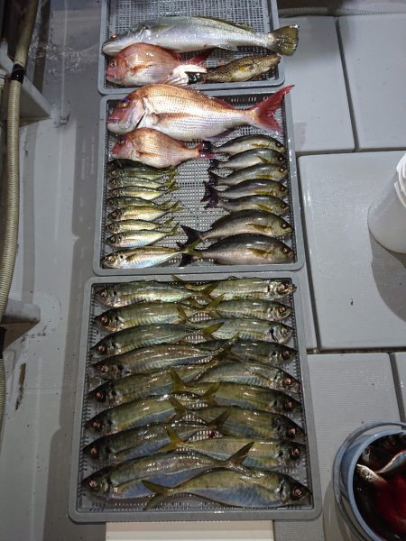 エンペラー 釣果