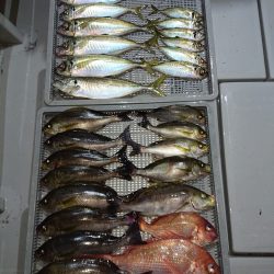 エンペラー 釣果