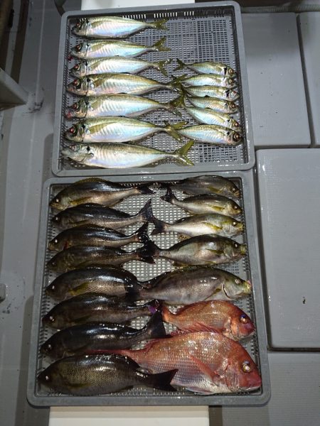 エンペラー 釣果