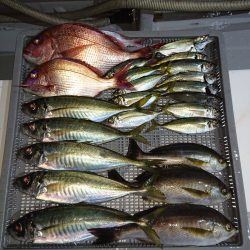 エンペラー 釣果