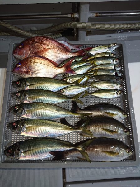 エンペラー 釣果