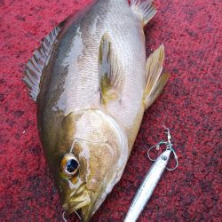 光生丸 釣果