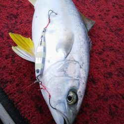 光生丸 釣果