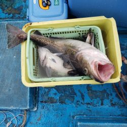 さち丸 釣果